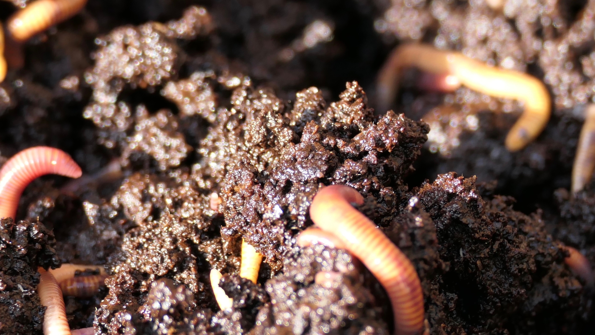 worm casting in a worm bin