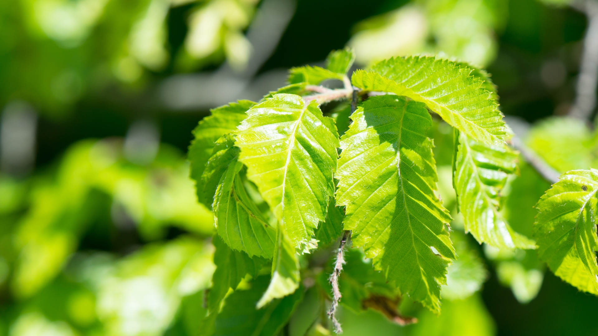 young american elm tree foliage