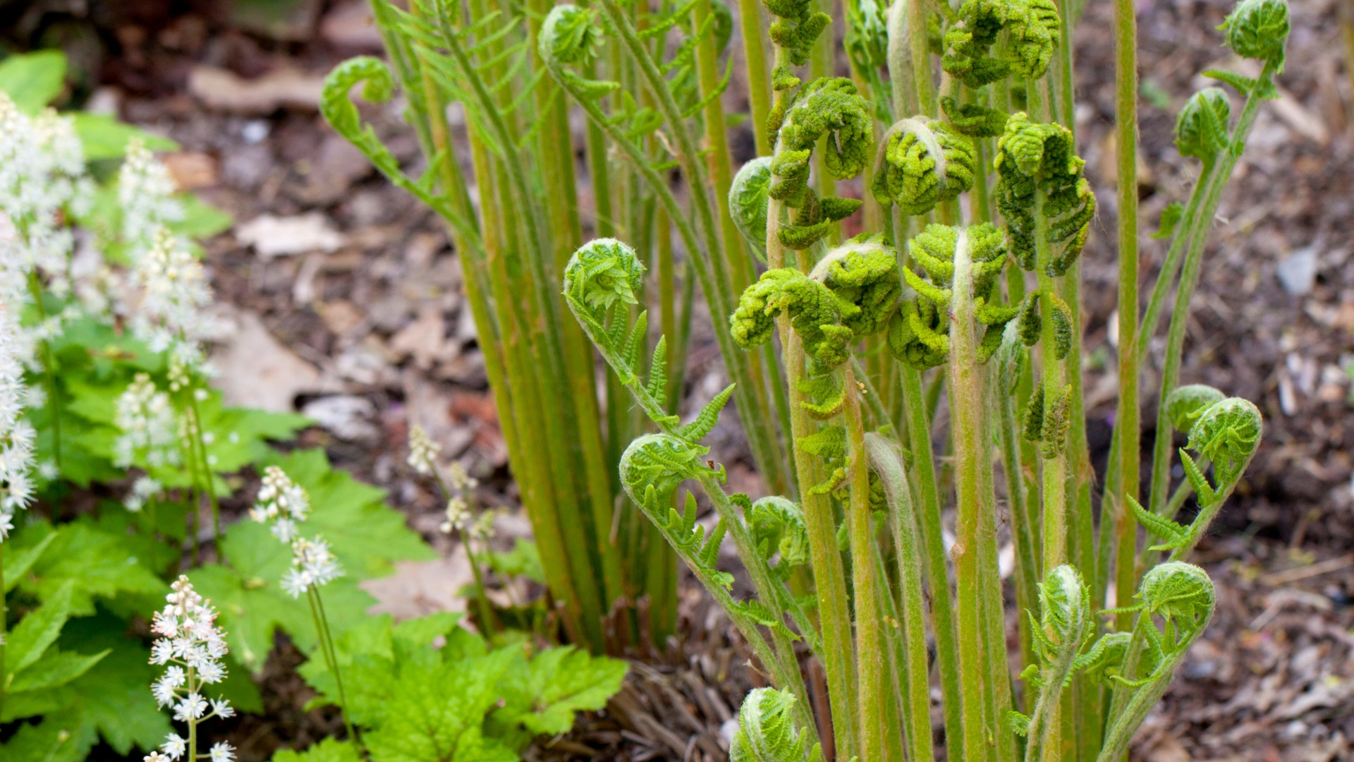 young cinnamon fern