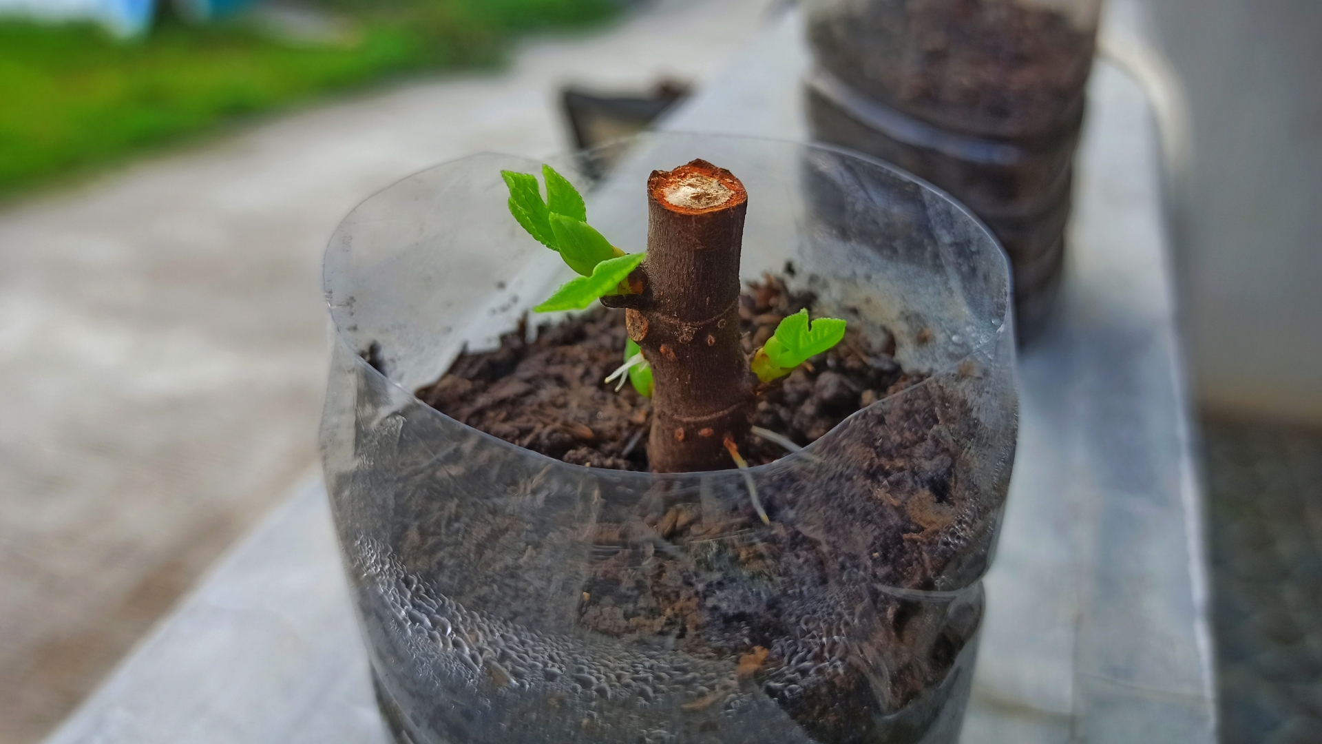 young fig tree with shoots