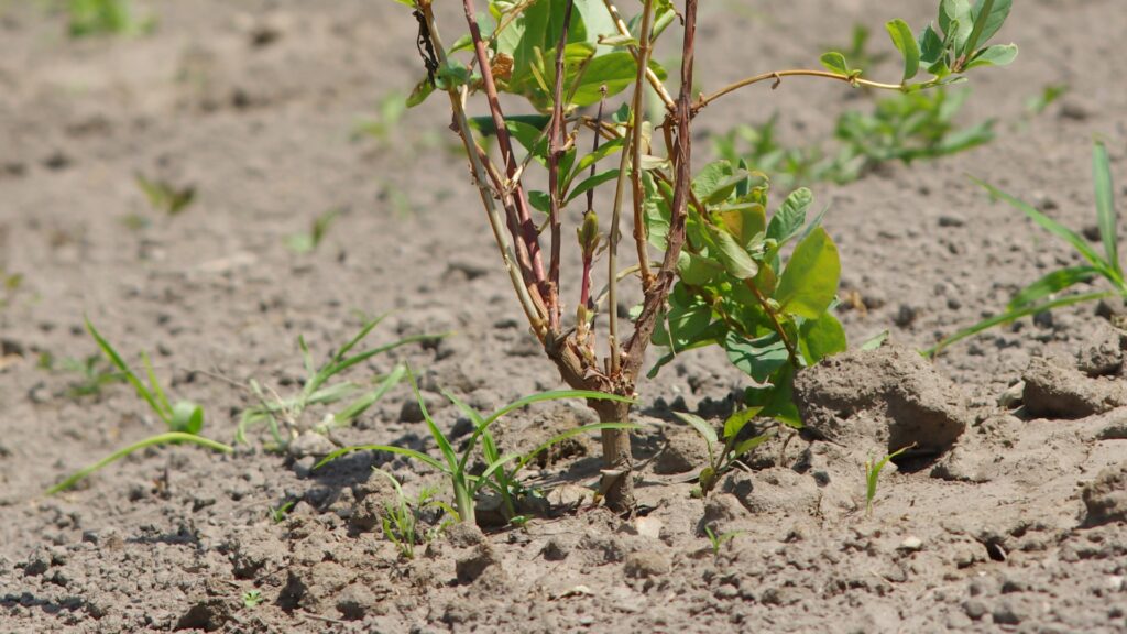 young honeysuckle plant