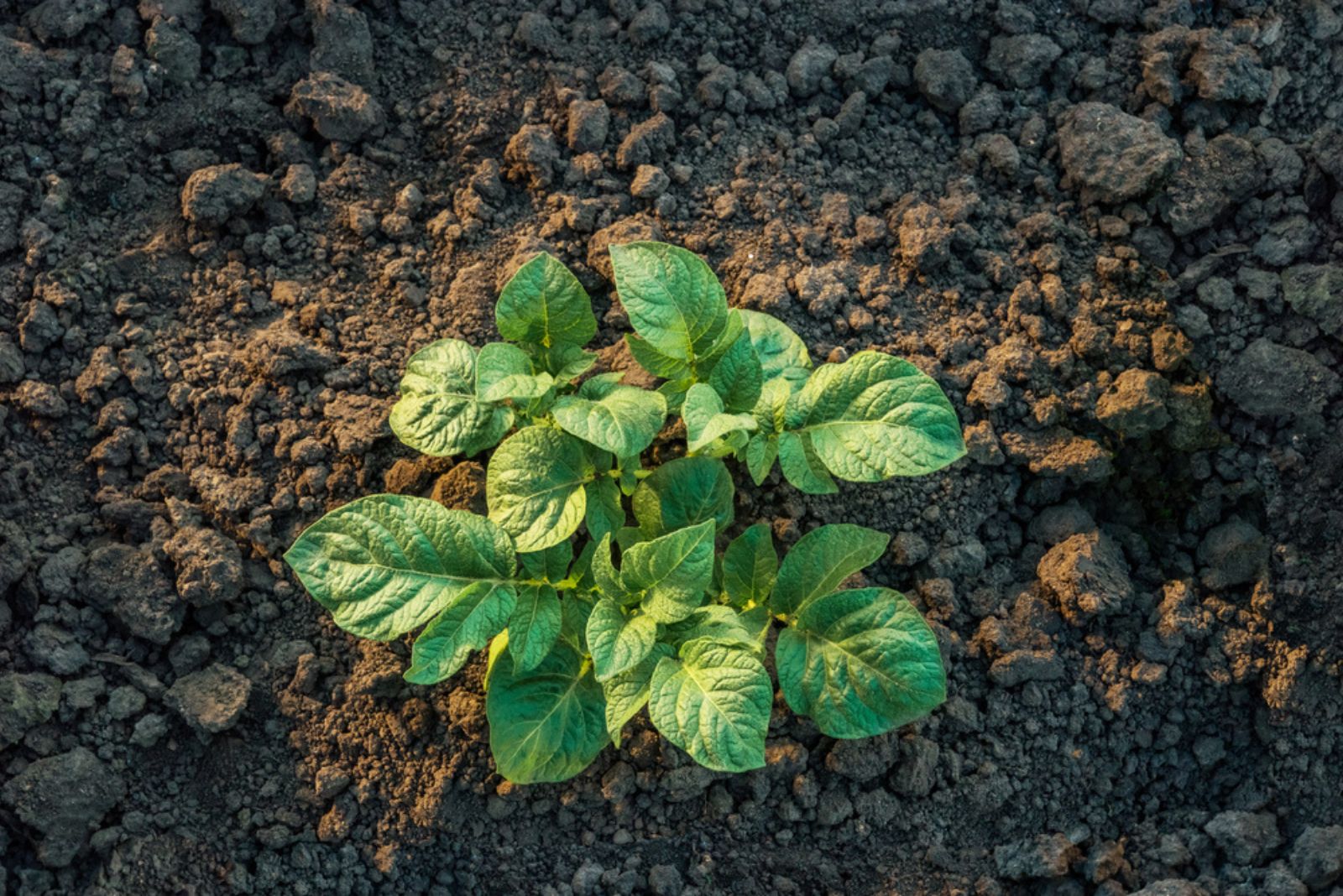 potato plant growing