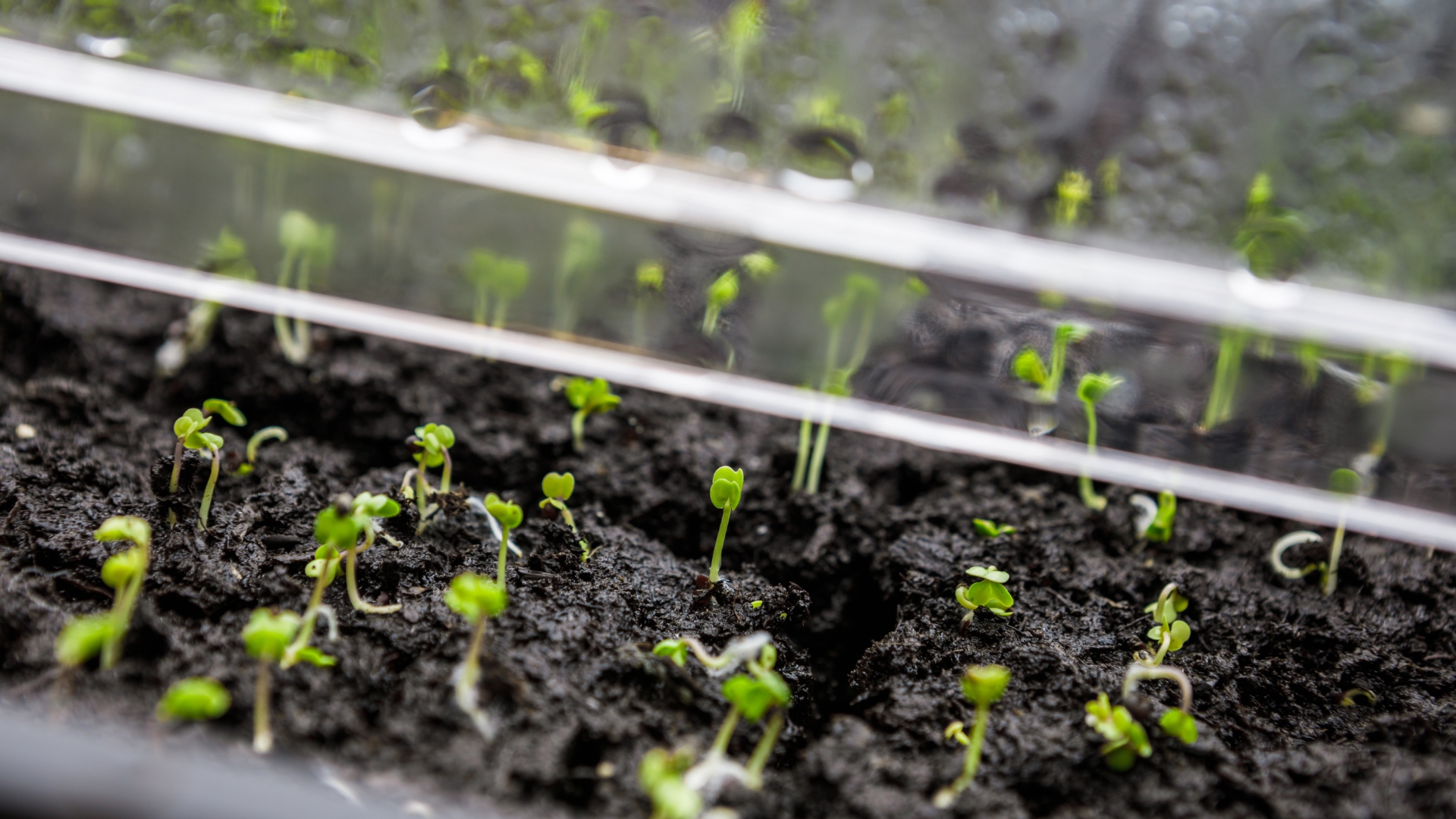 young sprouts under the lid