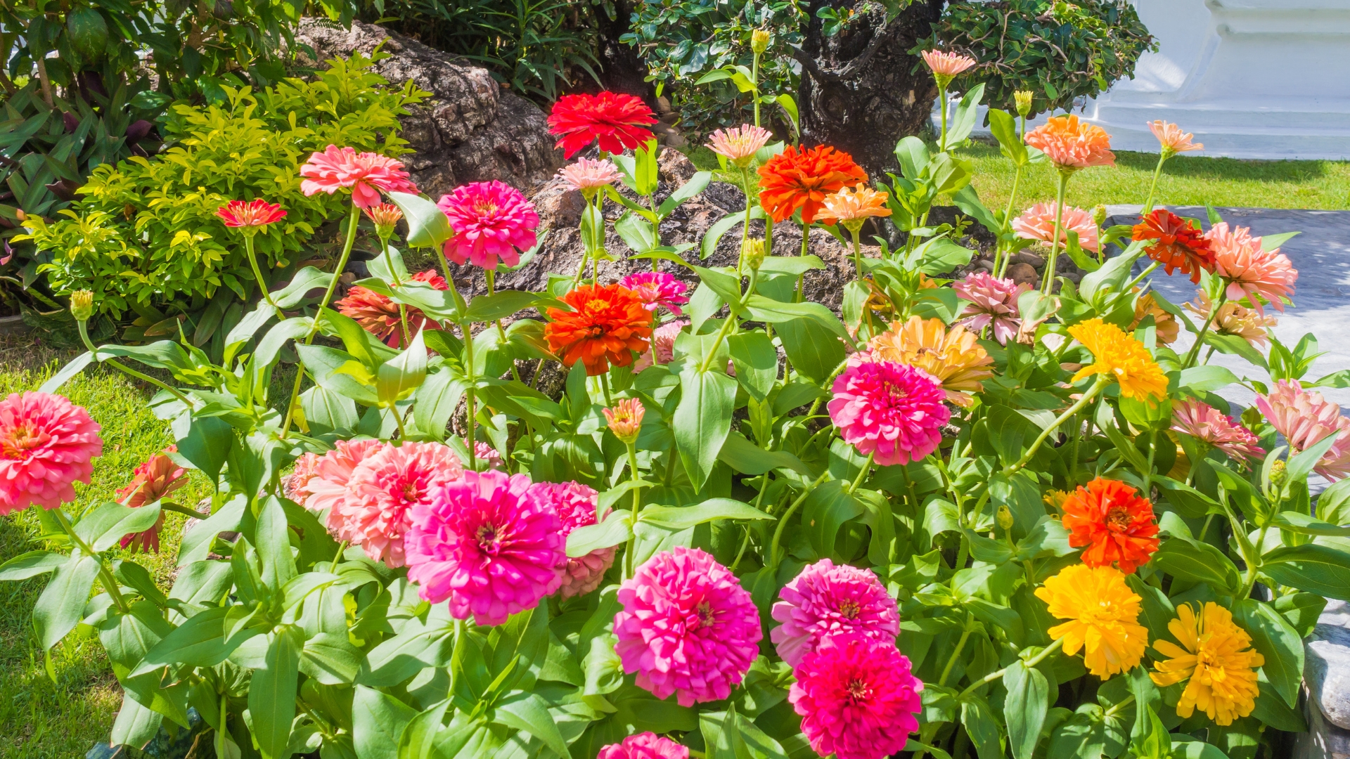 zinnia bloom display