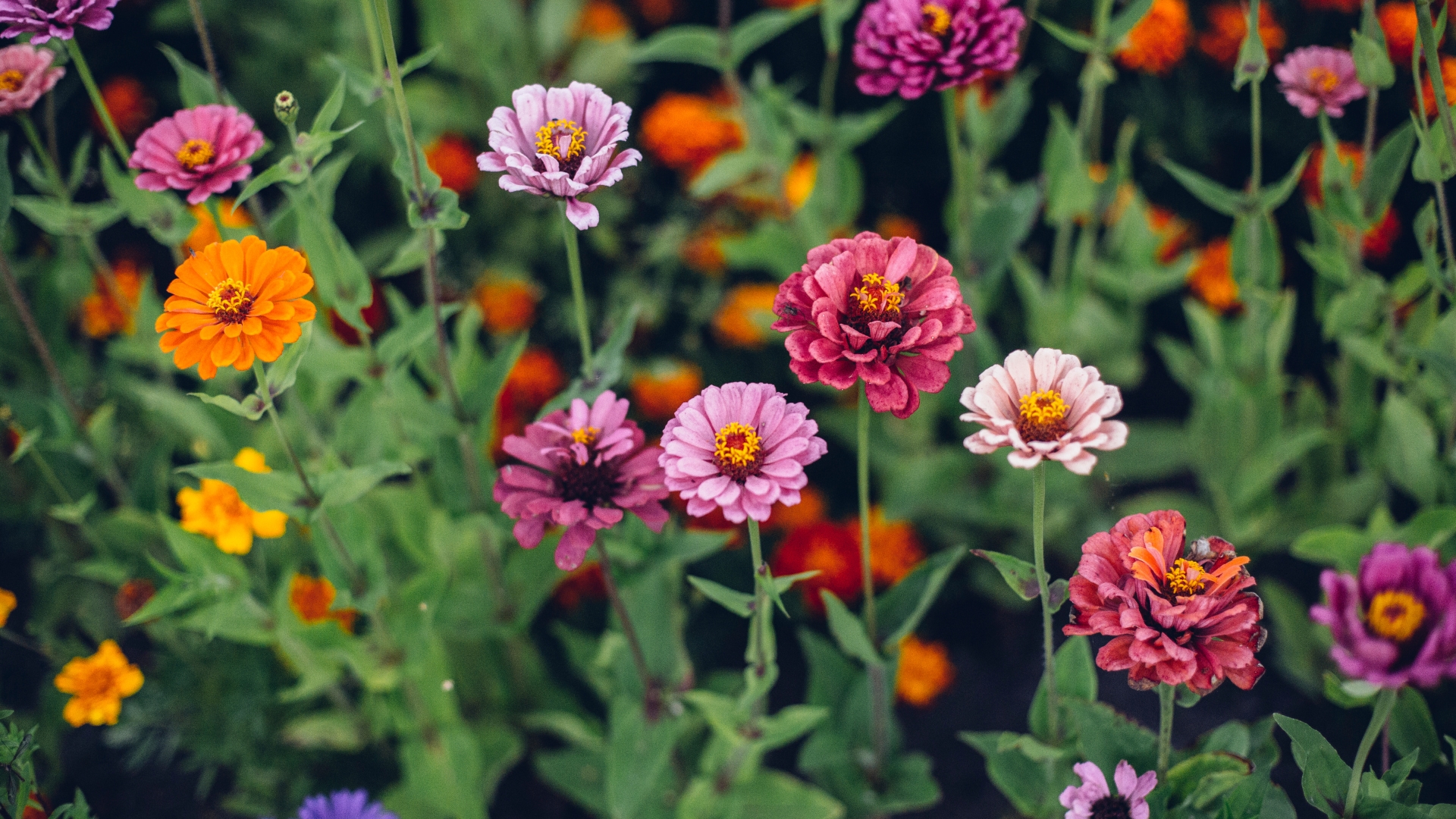 zinnia flower display