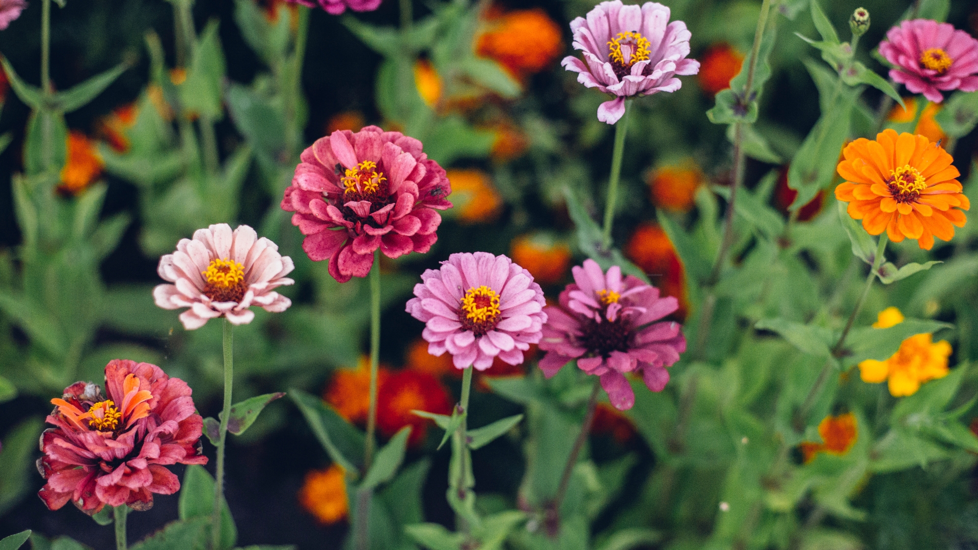 zinnia in bloom