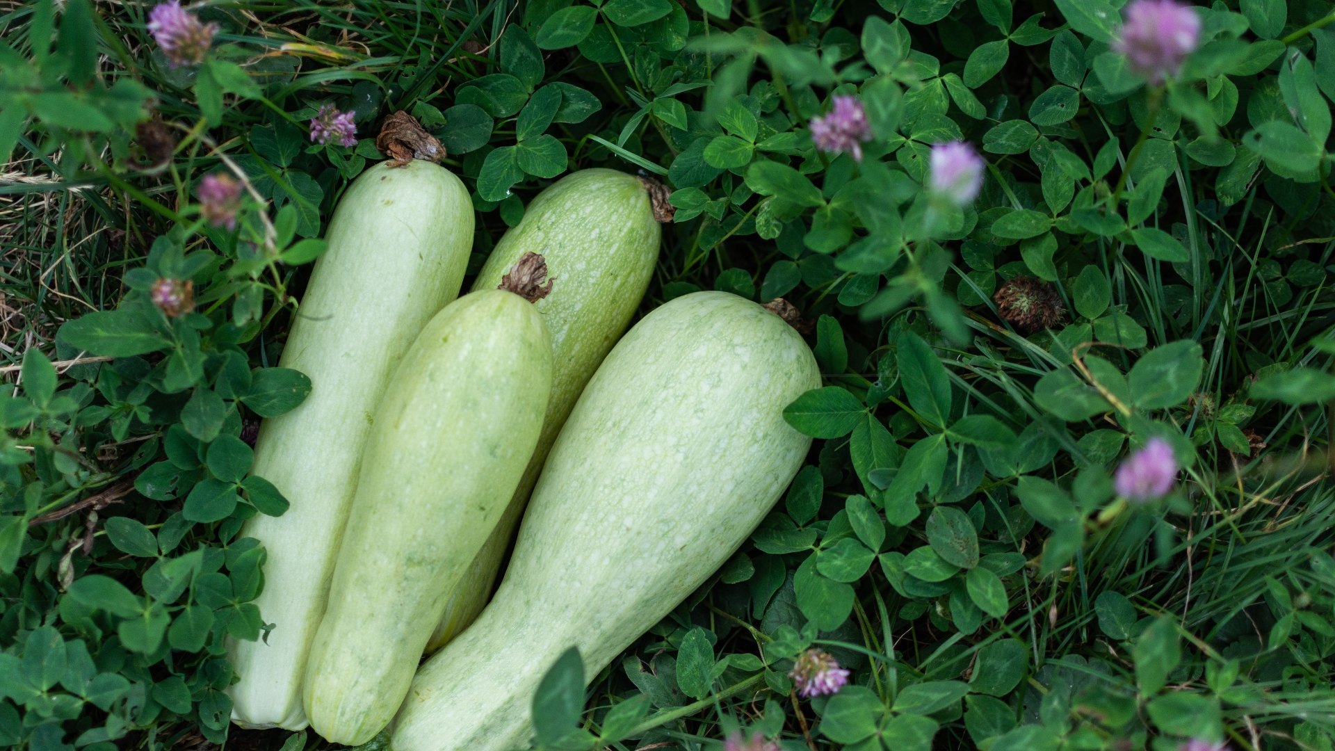 zucchini and clover