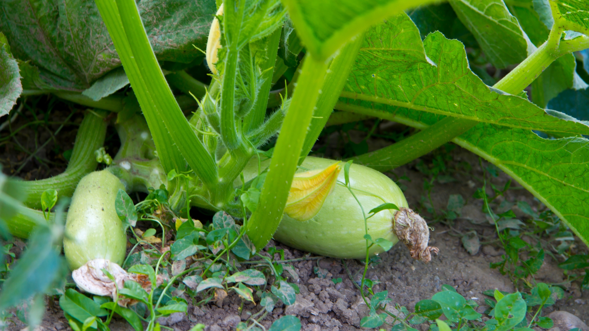 zucchini in garden