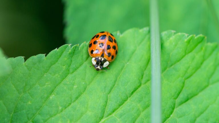 asian lady beetle on a leaf