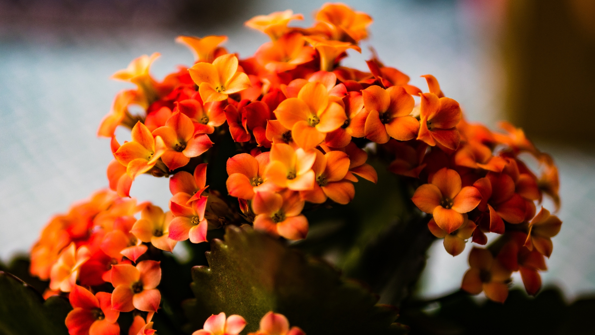 Kalanchoe Blossfeldiana