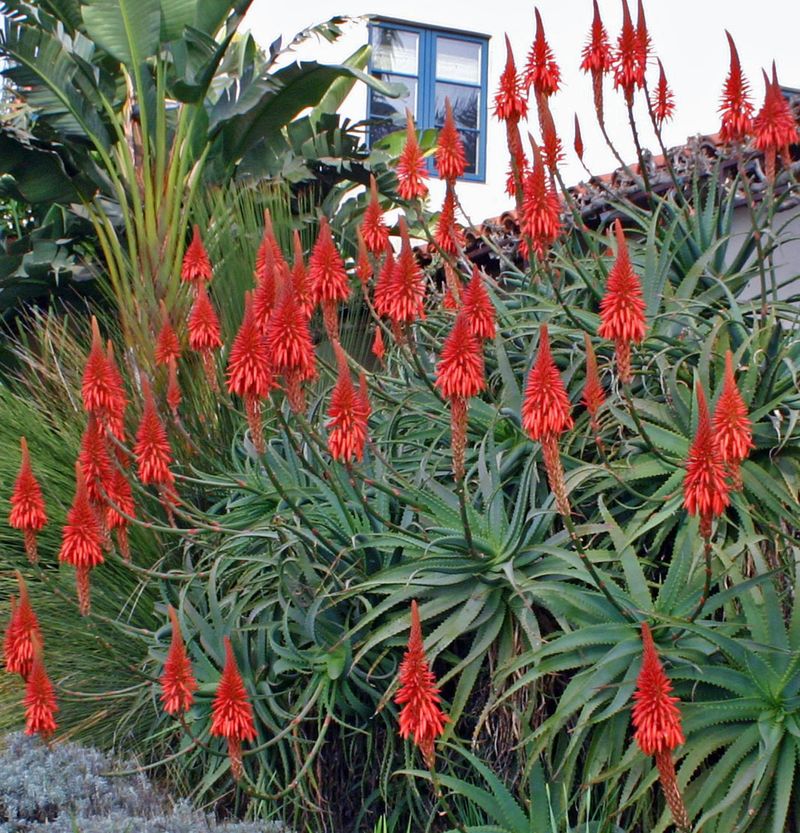 Aloe Arborescens