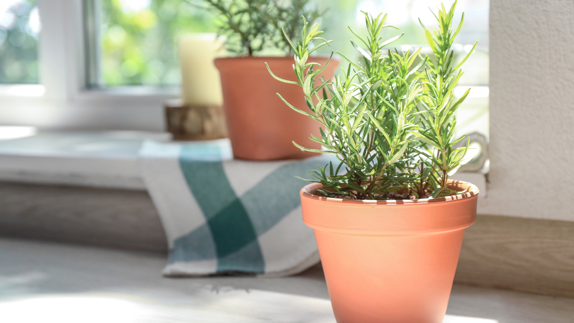 Rosemary on a kitchen sill