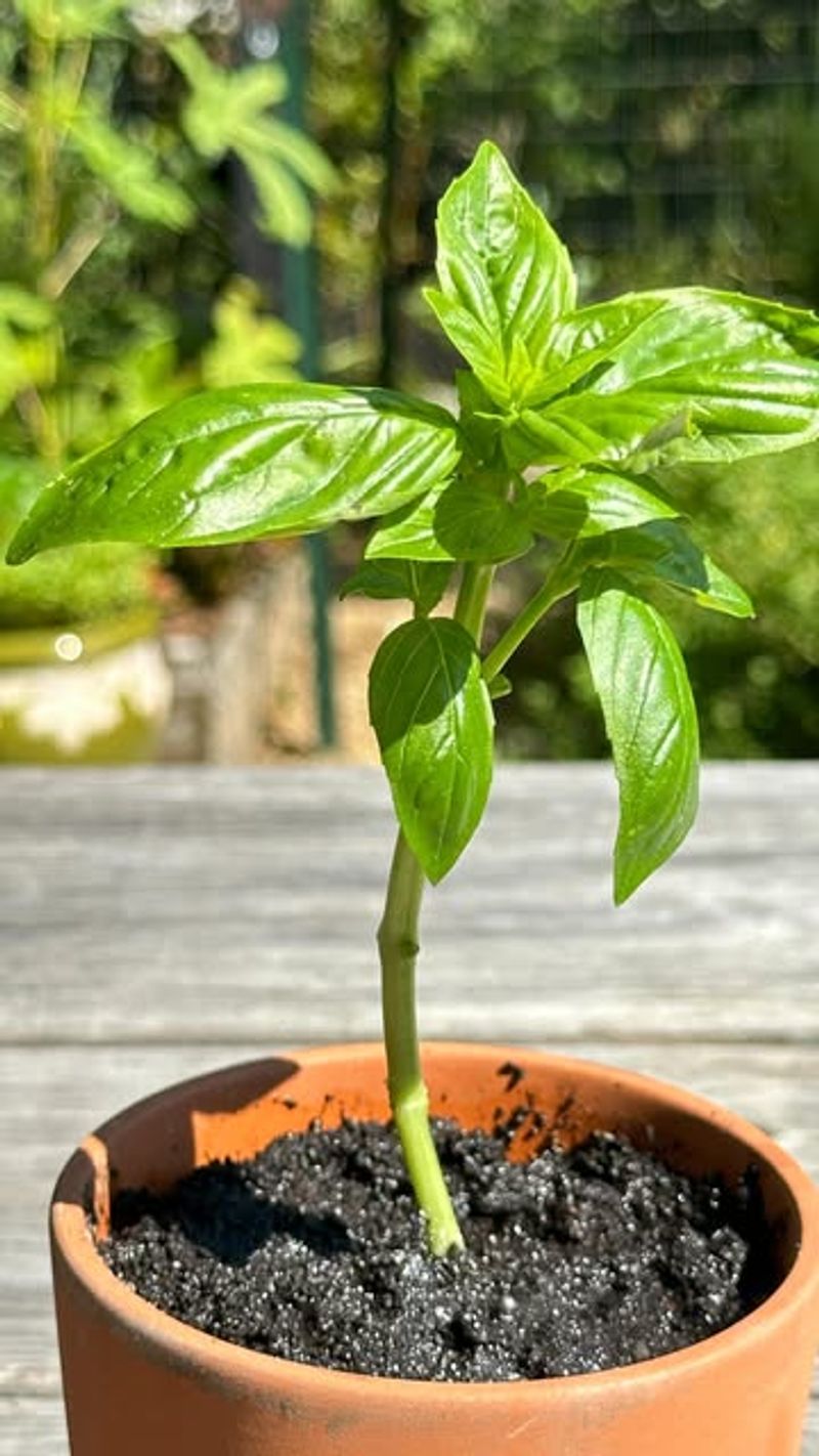 Basil