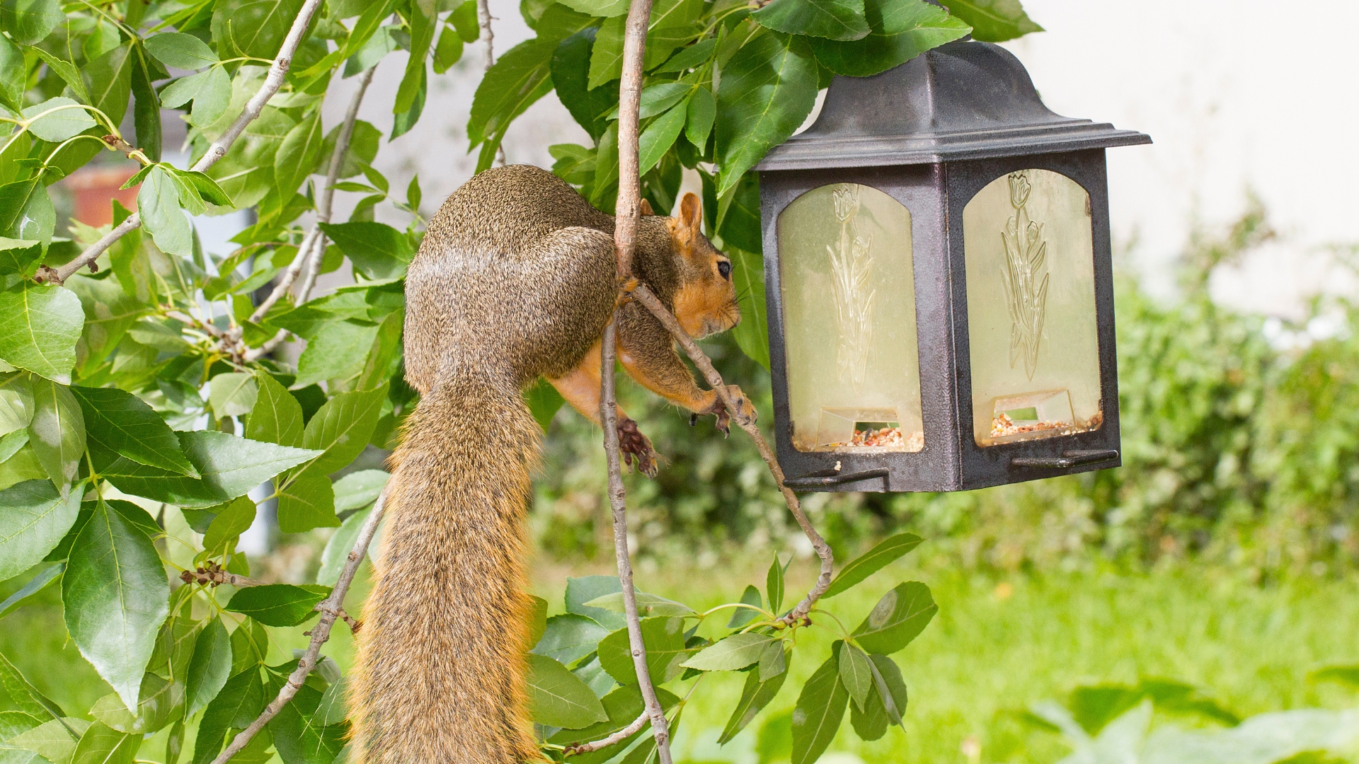 Squirrel