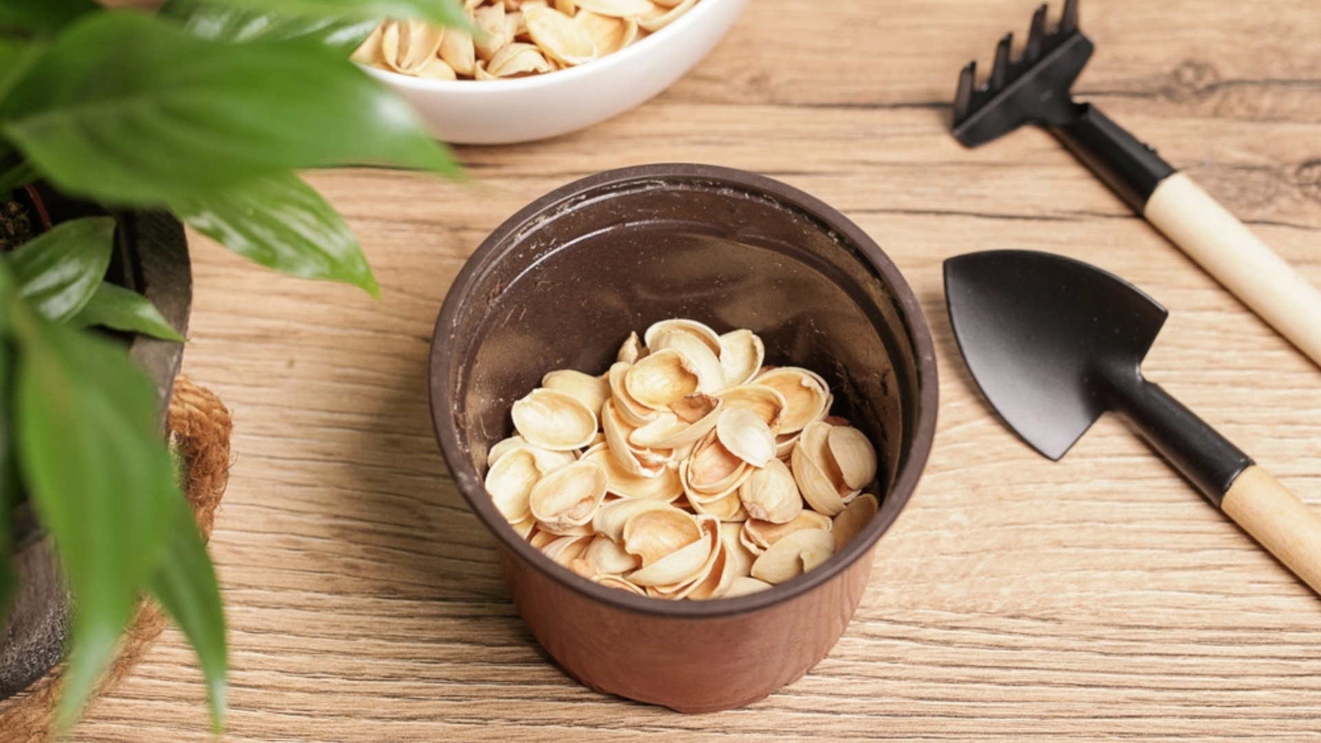 pistachio shells