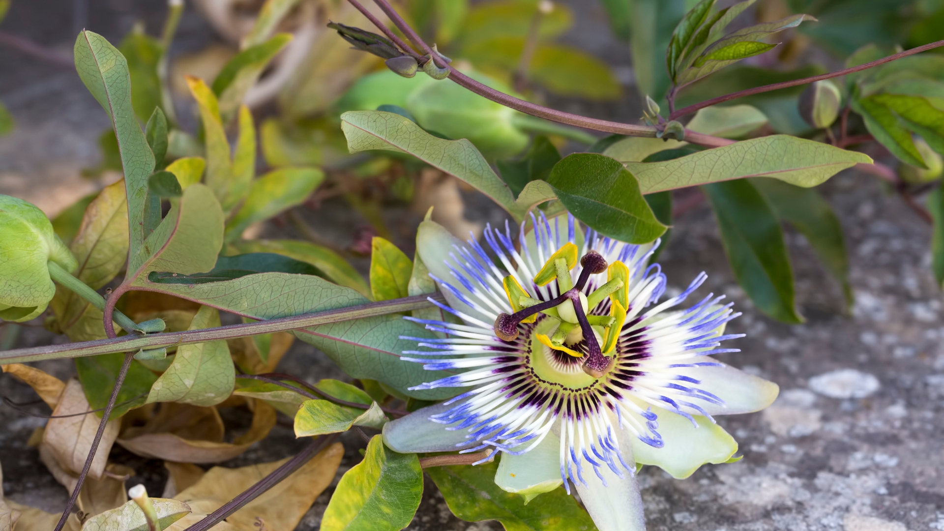 Passionflower Vine