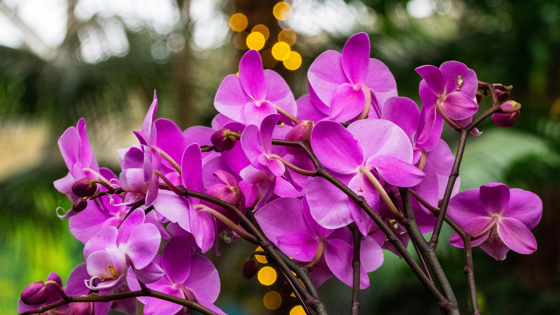 10 Common Problems That Prevent Moth Orchids From Growing (And Simple Fixes For A Healthy Orchid)