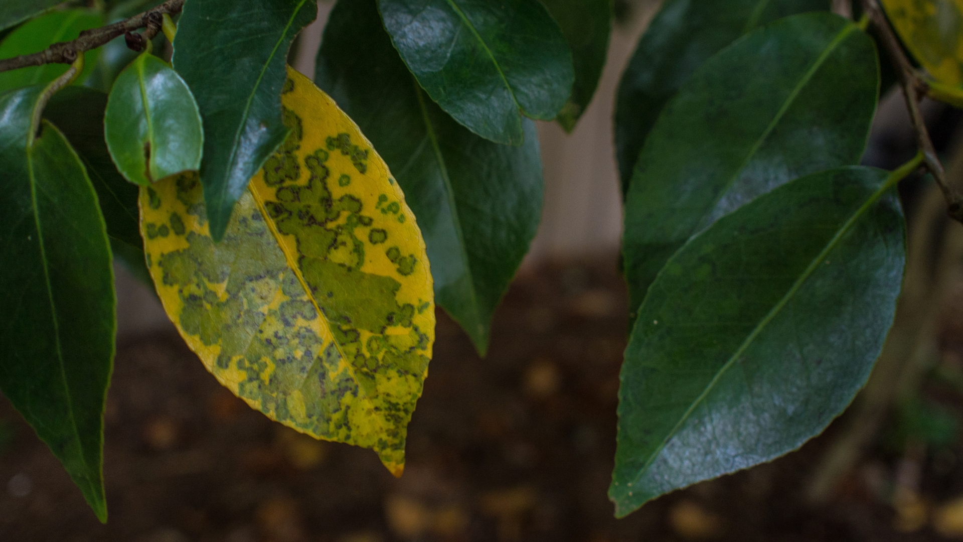 Sick Camellia Leaves