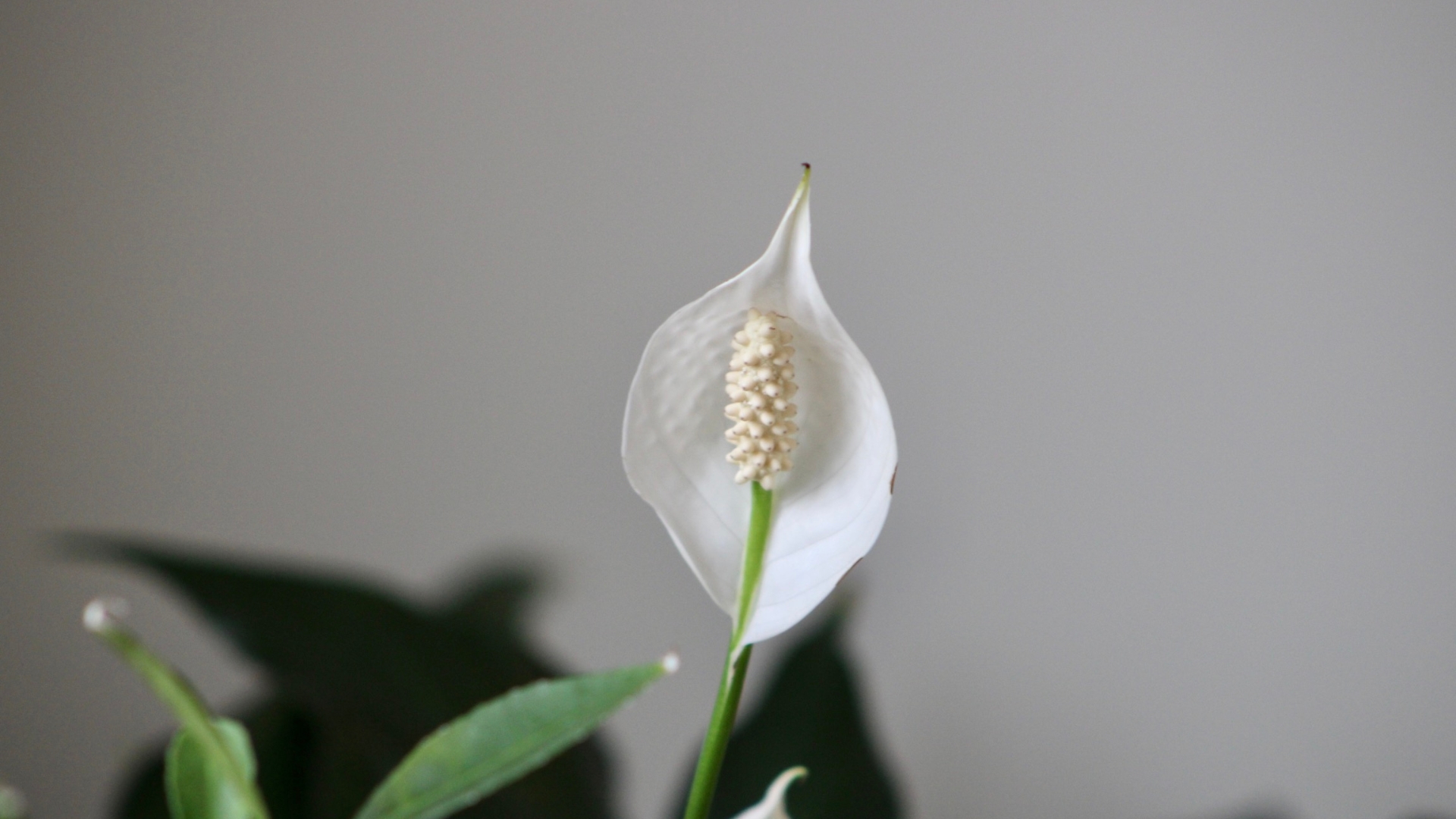 White Flowering Peace Lily Flower