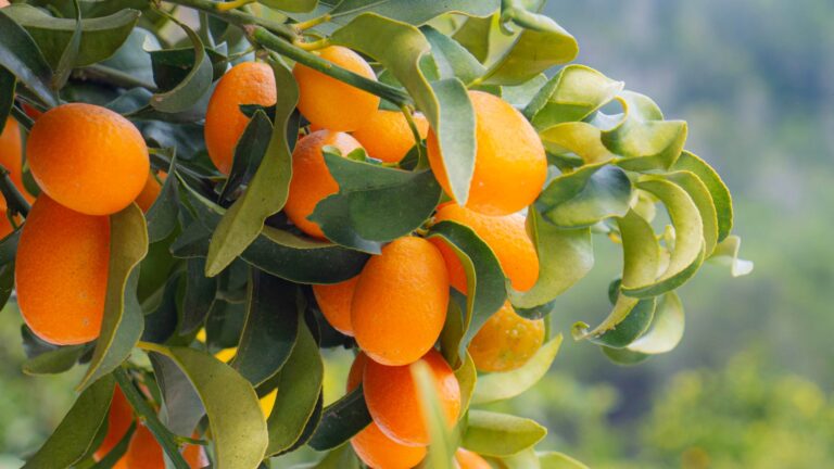 Kumquats