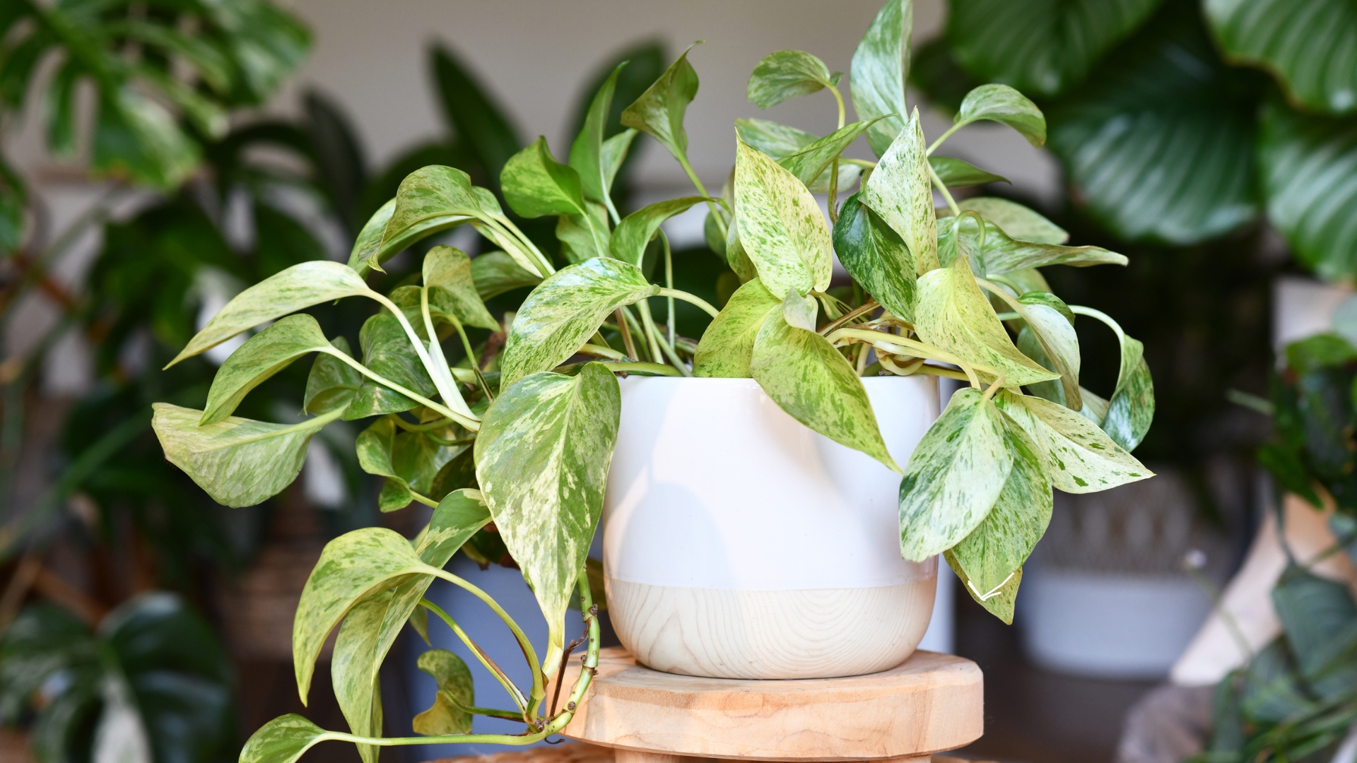 10 Rare Pothos Varieties That Are Stunning And Super Easy To Care For