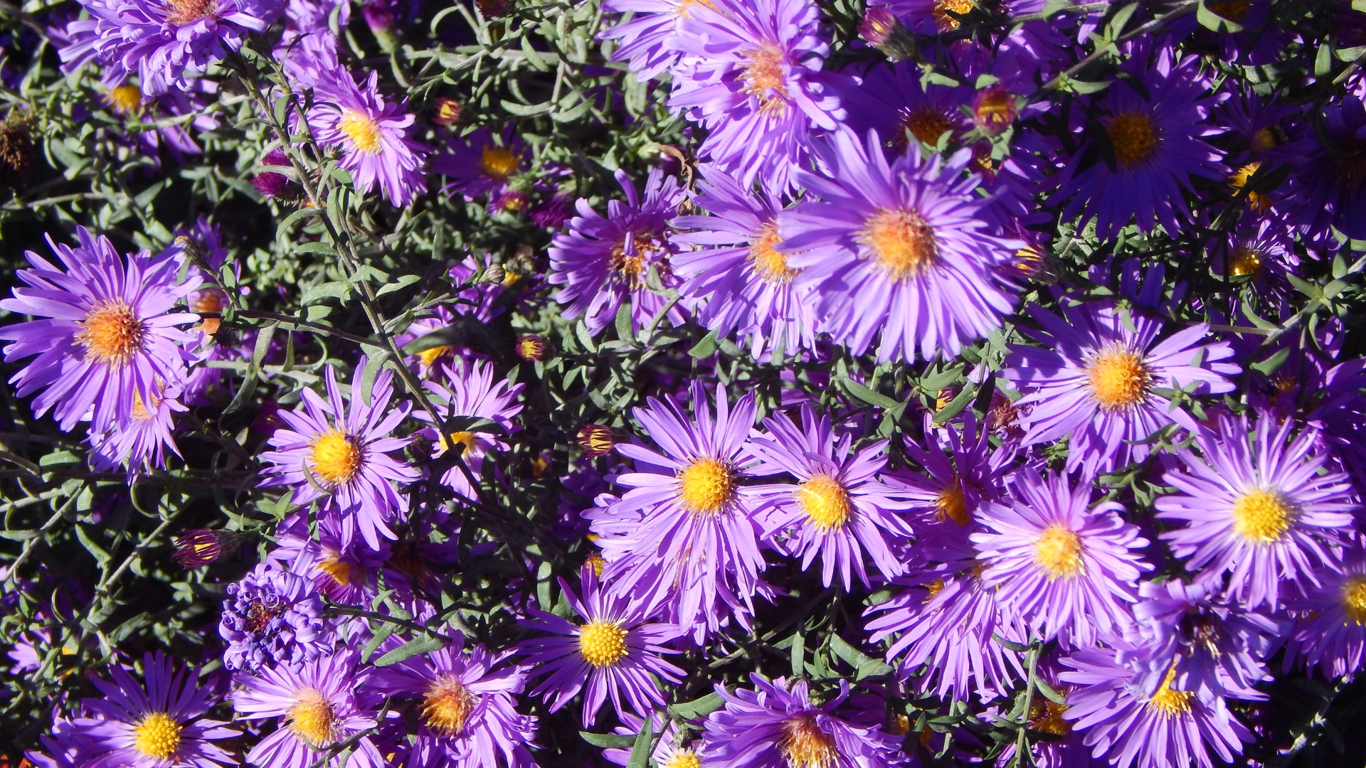 New England Asters