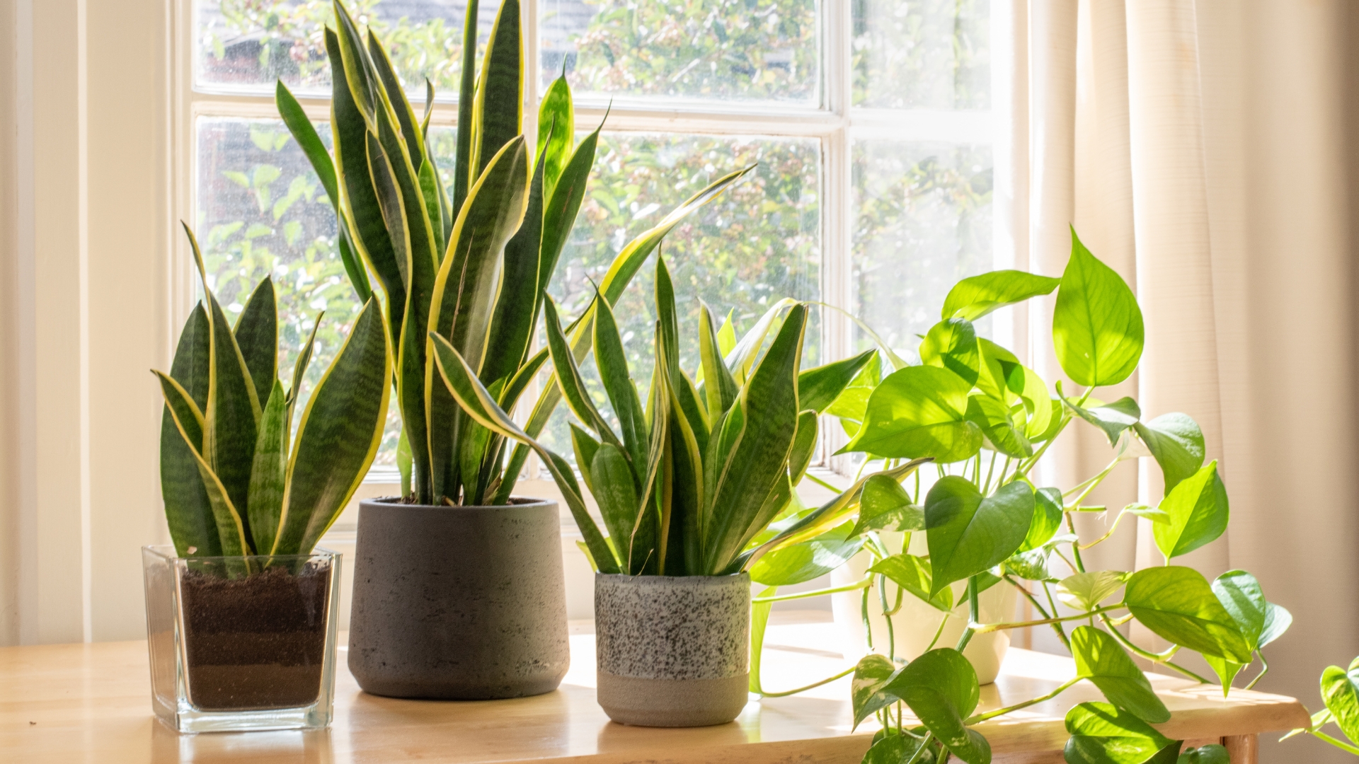 Potted snake plants inside a beautiful new flat or apartment