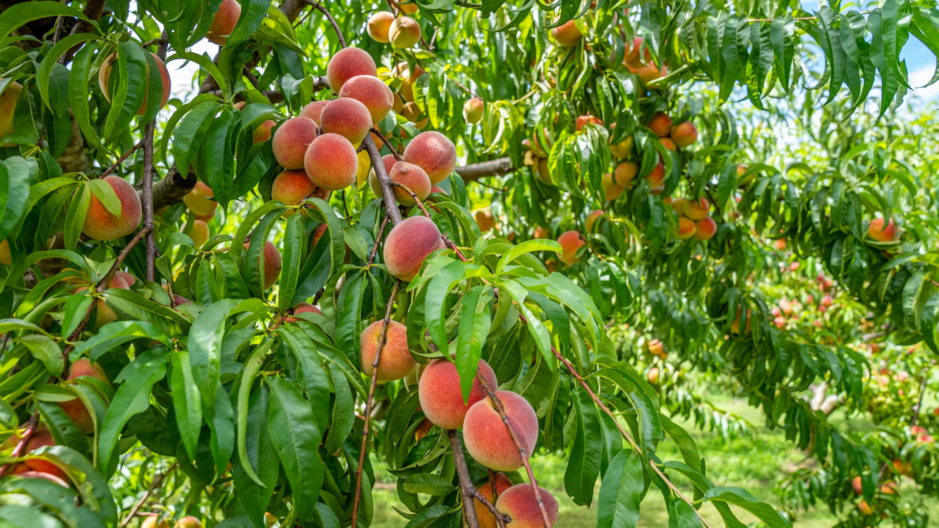 peach tree