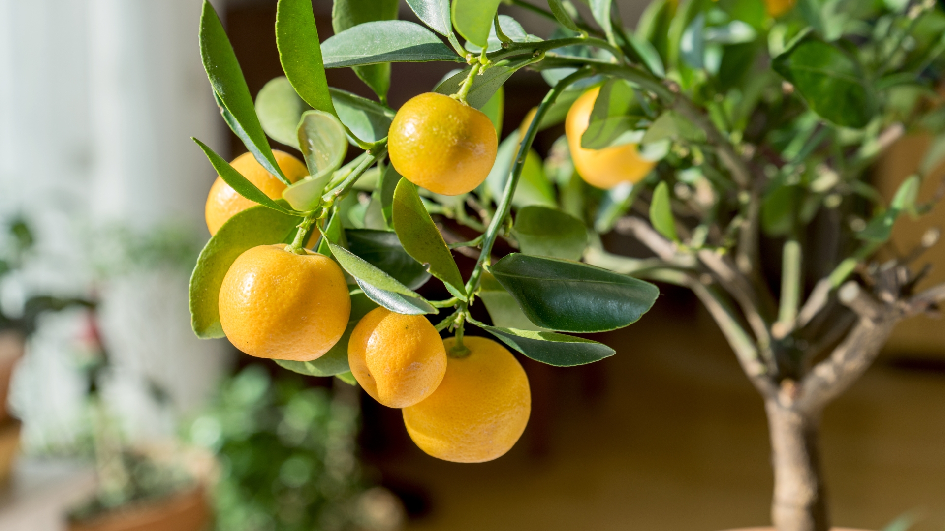 10 Tips And Tricks To Keep Your Potted Citrus Trees Thriving Over The Years (And What To Avoid)