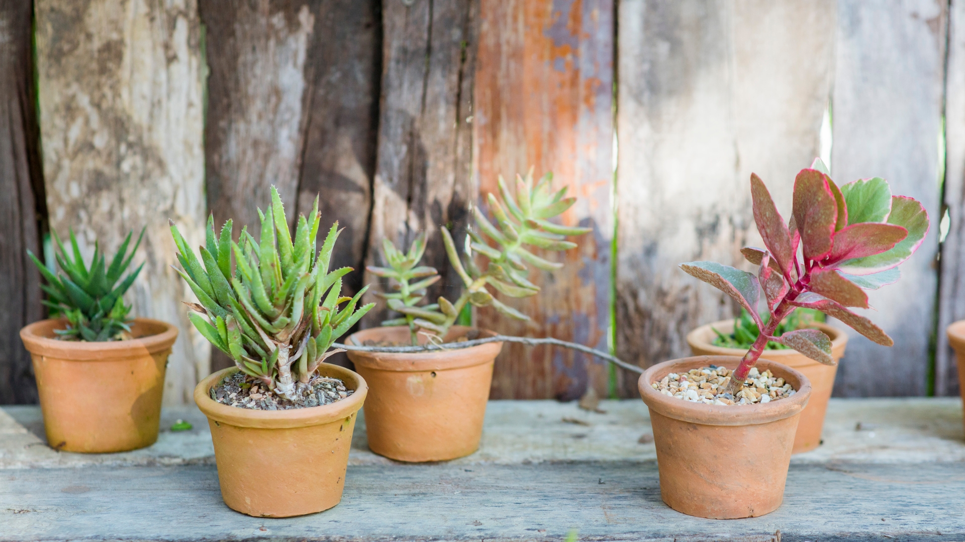 Succulents outdoors