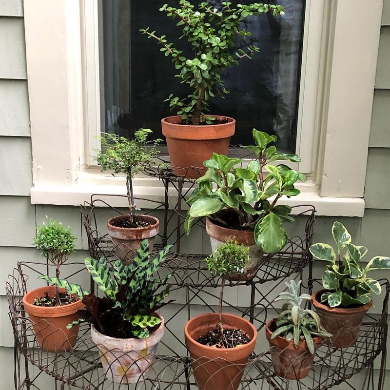 Why Transitioning Houseplants Outdoors Benefits Their Growth