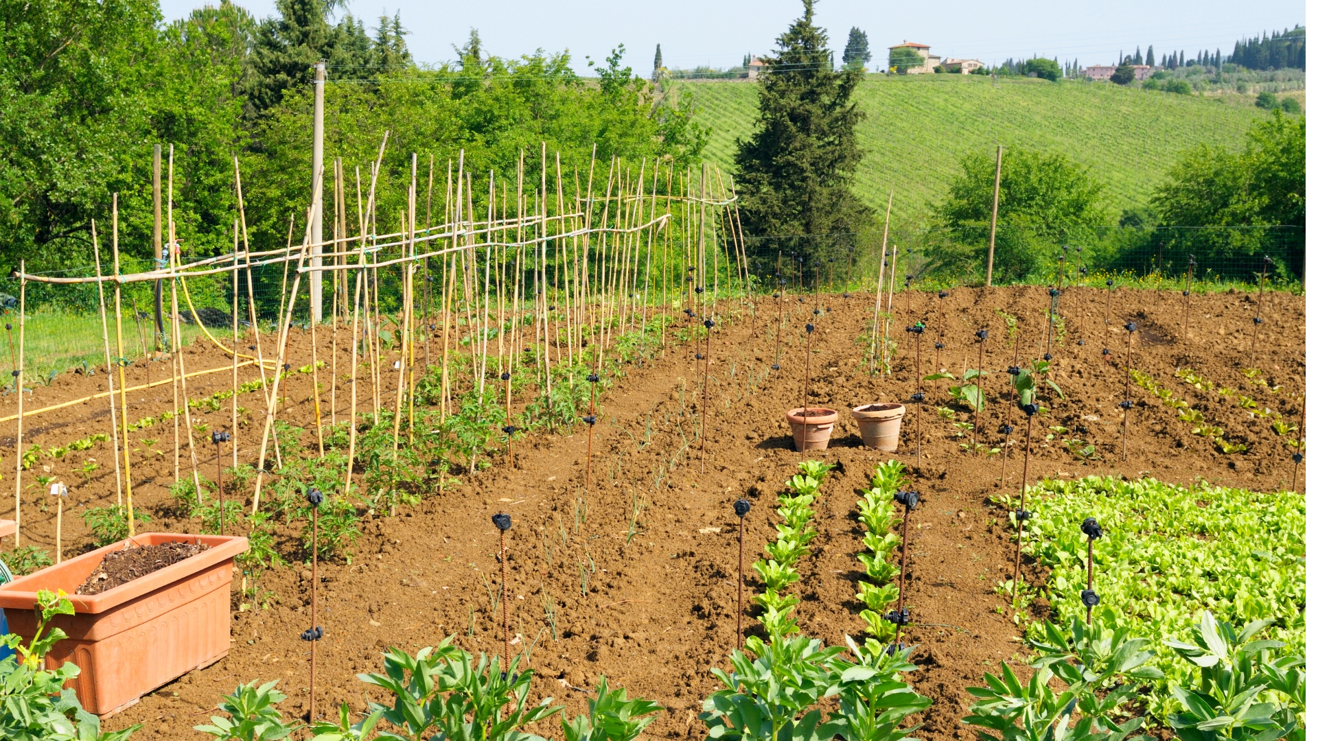 Vegetable garden