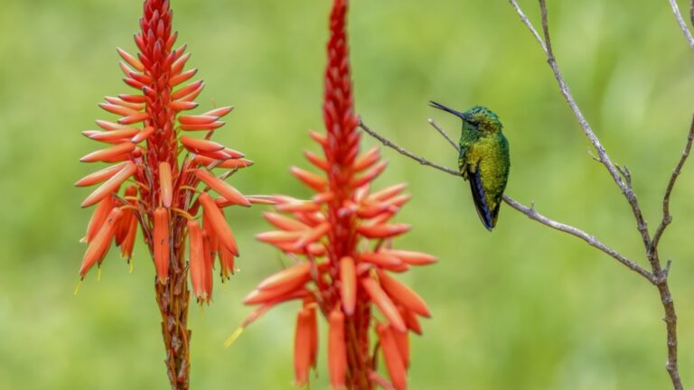 hummingbird and a succulent plant