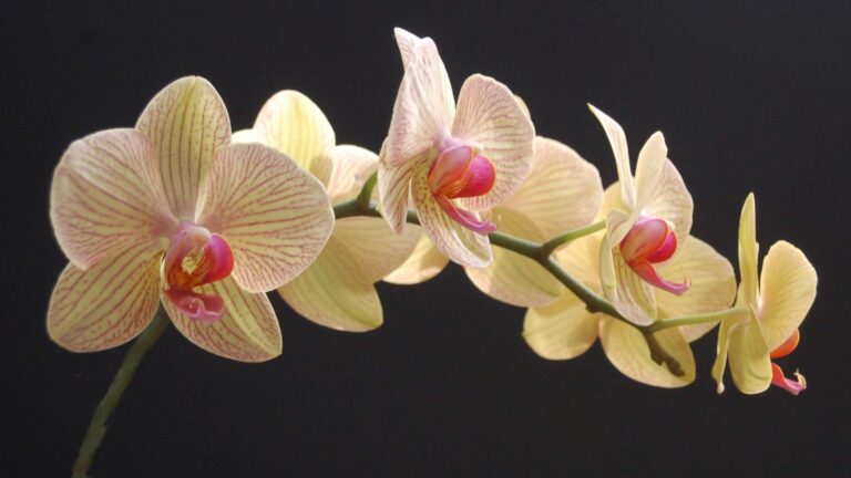 orchid flowers