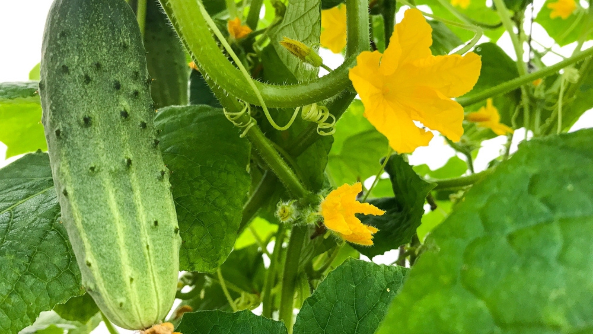 cucumber plant