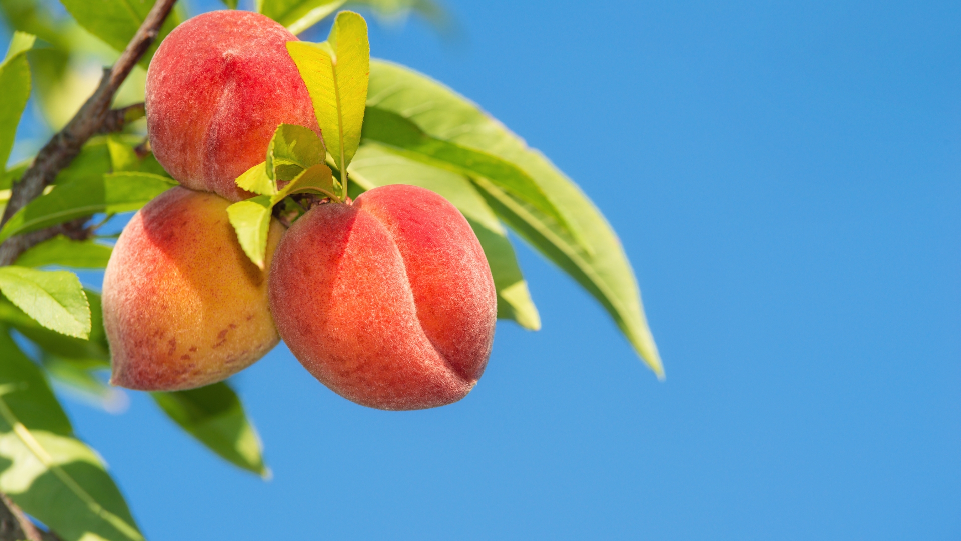 Peach tree
