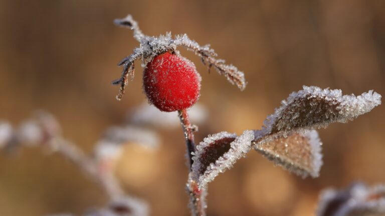 A branch in frost