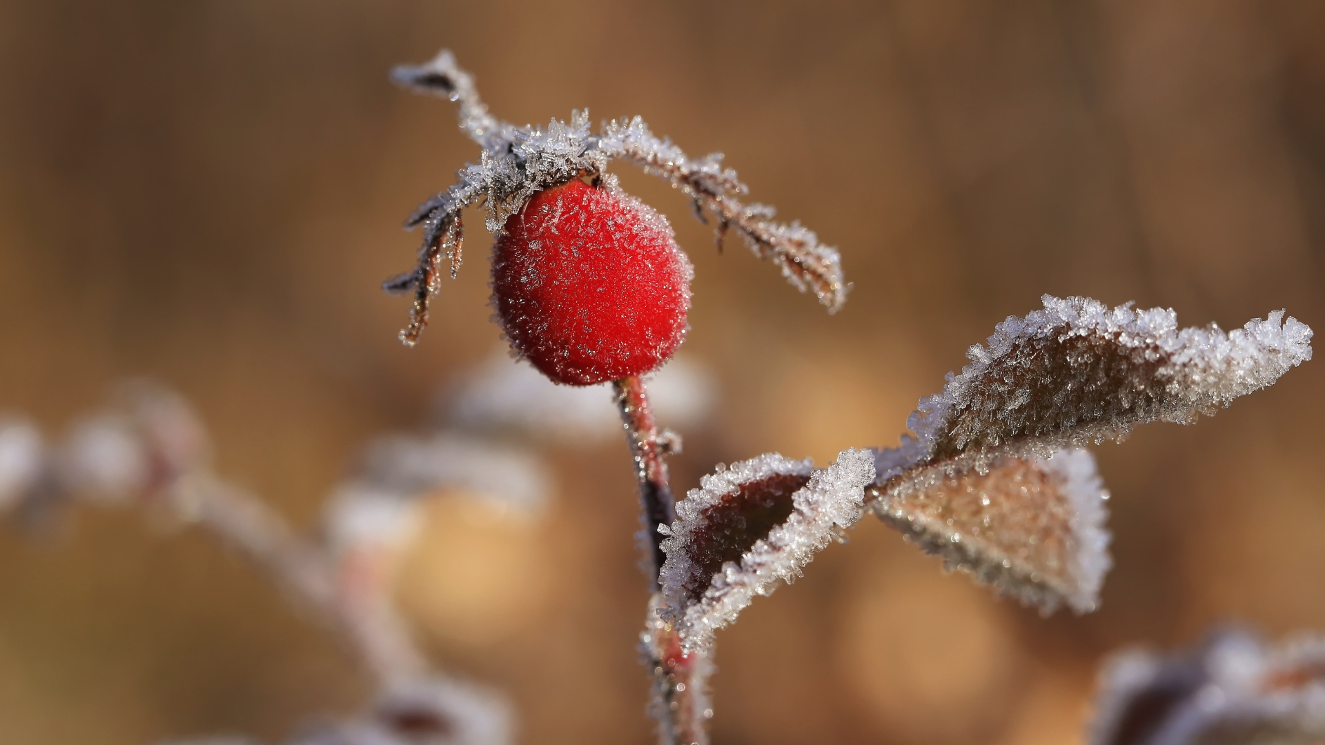 12 Tips To Help You Figure Out Your Last Frost Date For A Healthy Spring Garden