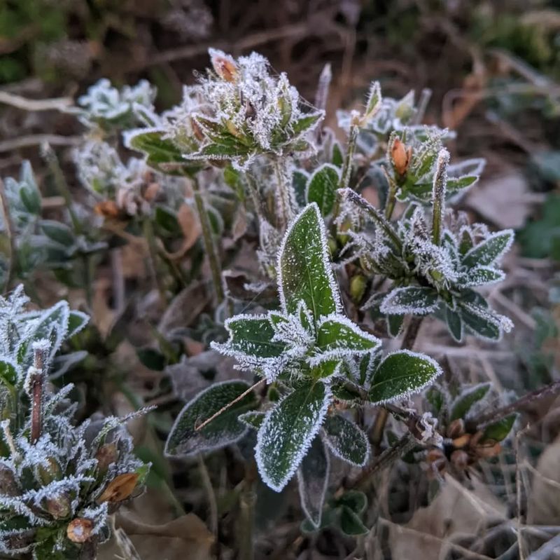 What Is The Last Frost Date?