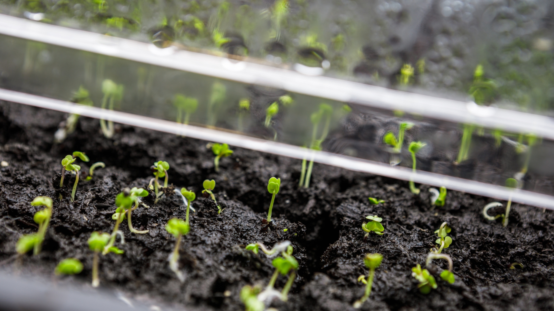 Seedlings in a humidity dome seed propagator