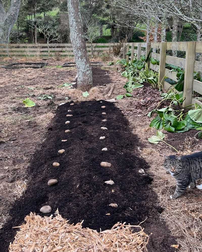 What Is A No-Dig Garden Bed?