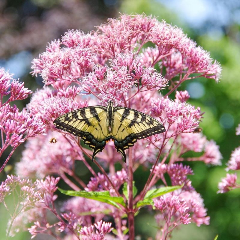 Butterflies Can’t Resist It