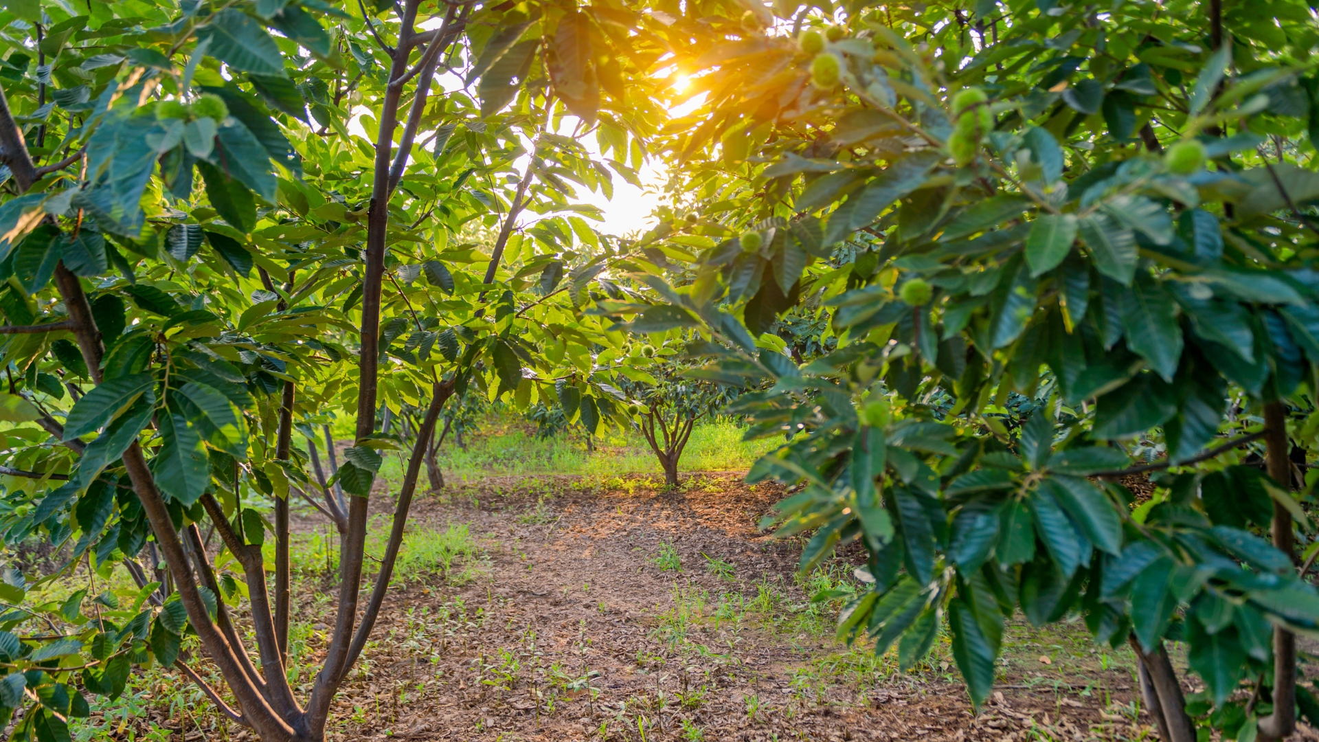 14 Best Nut Trees To Grow In Your Yard – And 14 Ones To Avoid