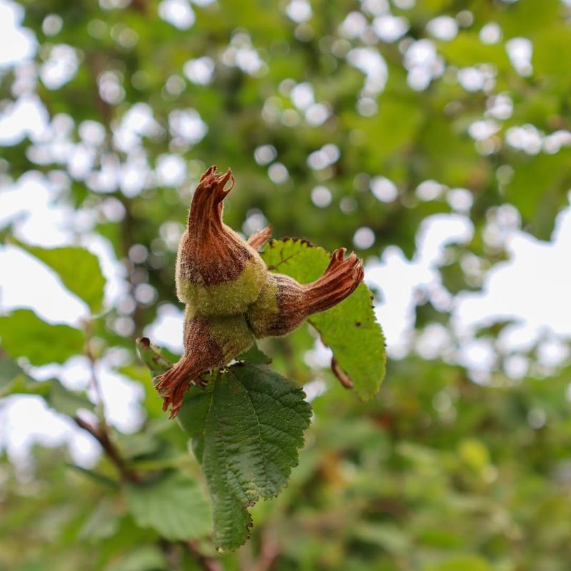 Hazelnut (Corylus Avellana)