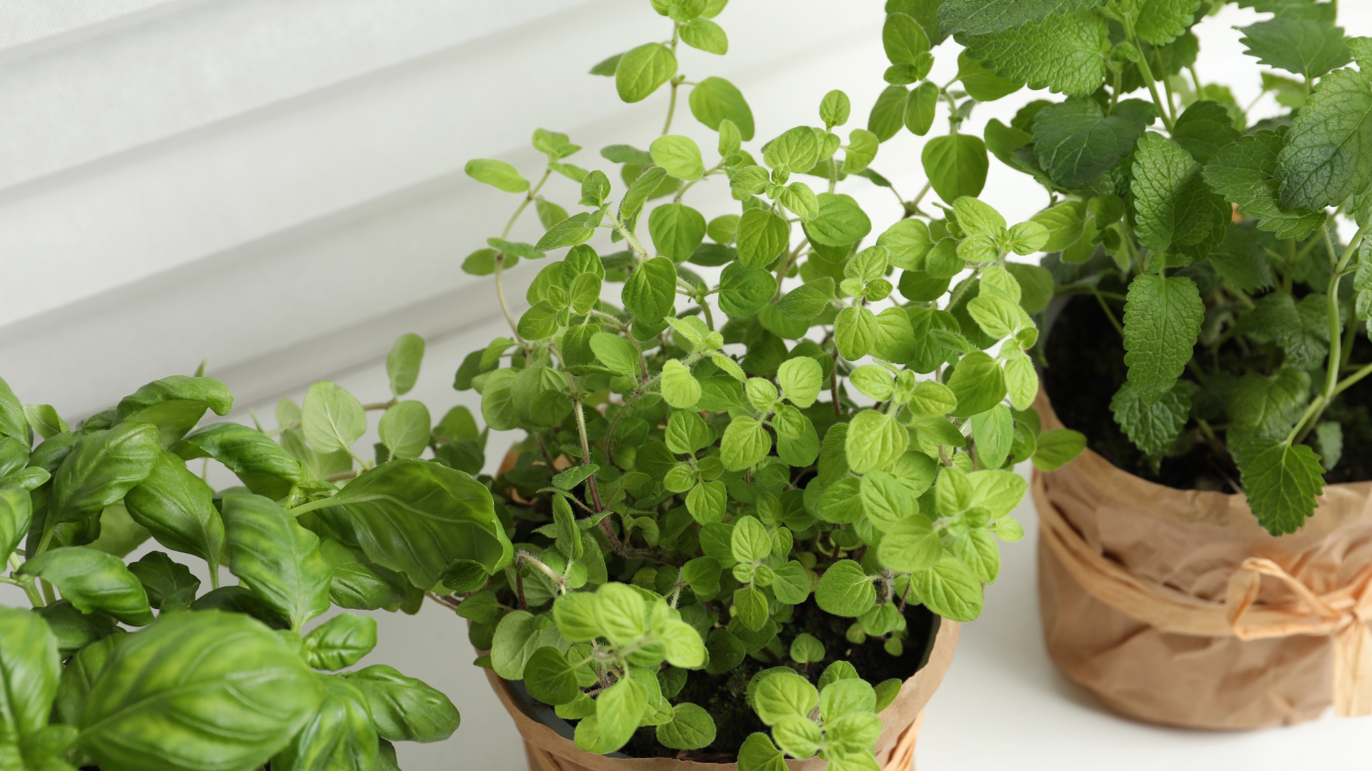 Different aromatic potted herbs on windowsill indoors, closeup