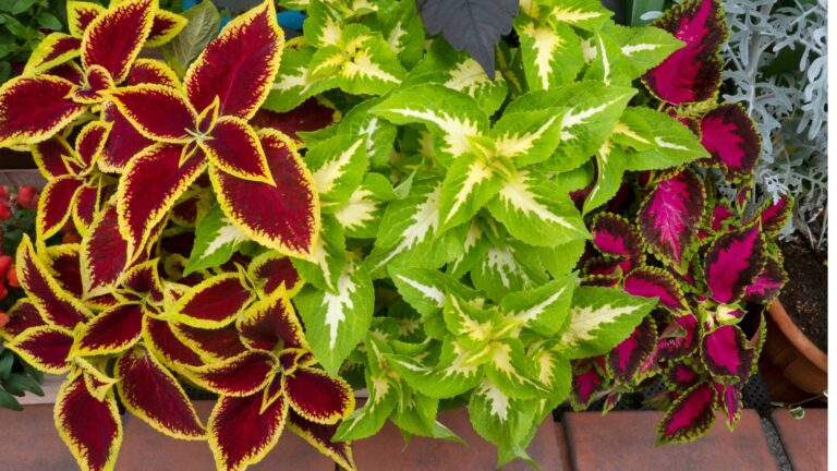 coleus