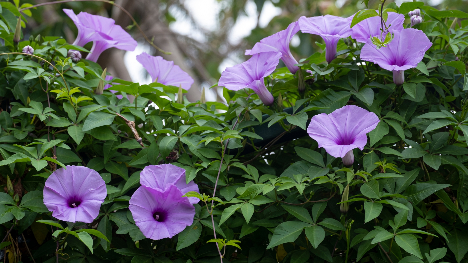 Morning glory vines