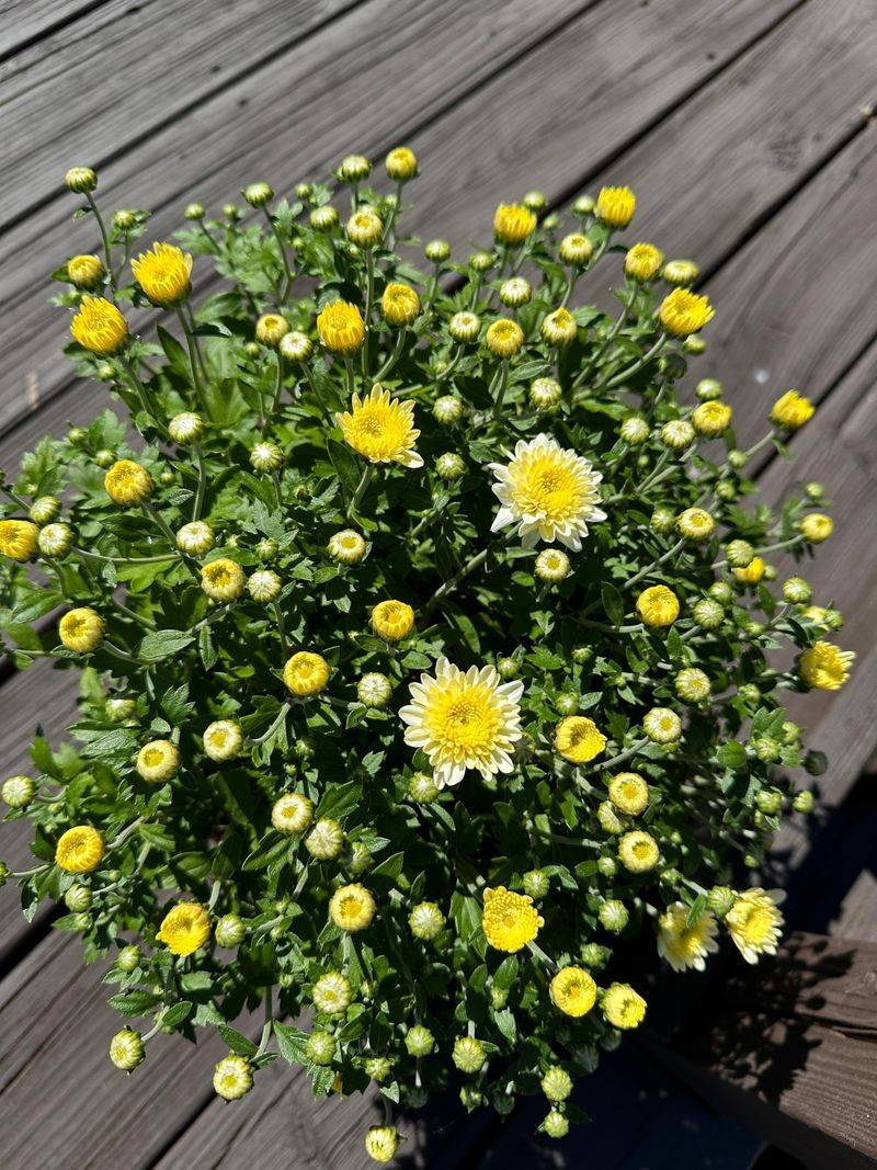 Yellow Mums