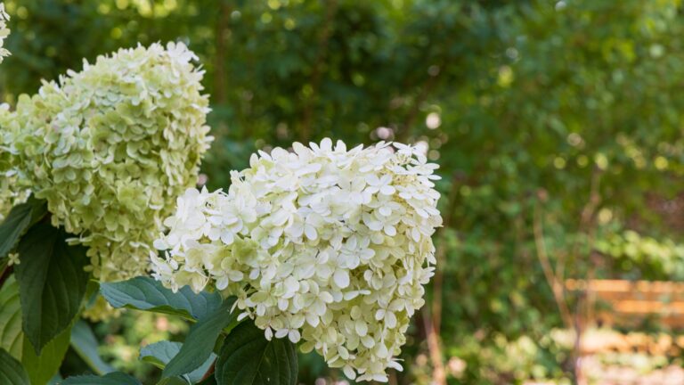 limelight hydrangea