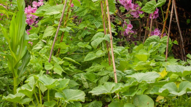 three sisters companion planting method